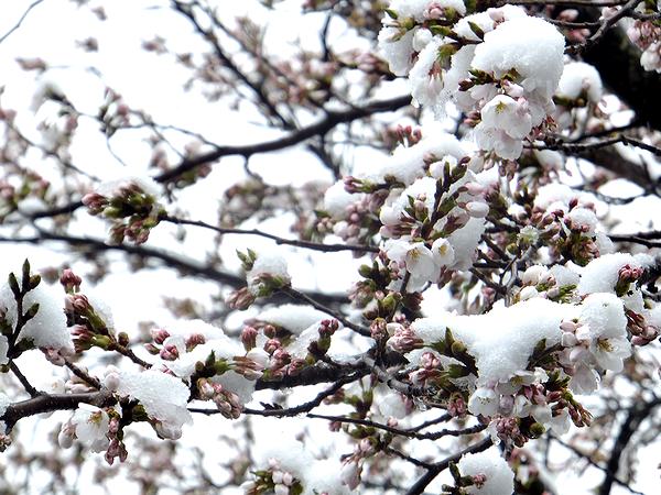 【画像】4/8 美しい”雪と桜”の写真 の数々 (2ページ目) - Togetter