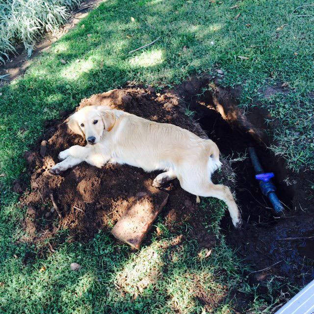 JuanZurcCardoso's tweet photo. http://t.co/PXUMgqeRfN me robaron la perra. Golden Ret. 5 meses. #Mendoza #lujandecuyo Cqr. dato x privado. Grax. http://t.co/fNeo5RzvFI