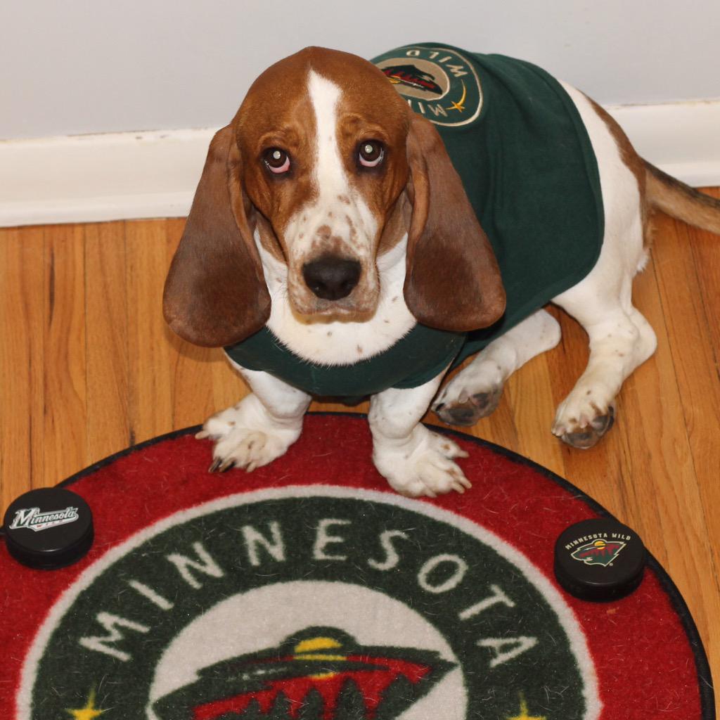 ashnicole730's tweet photo. let's go @mnwild !! Meet your biggest fan Stanley! #StanleyPupPlayoffs http://t.co/1qIFdCXZKa