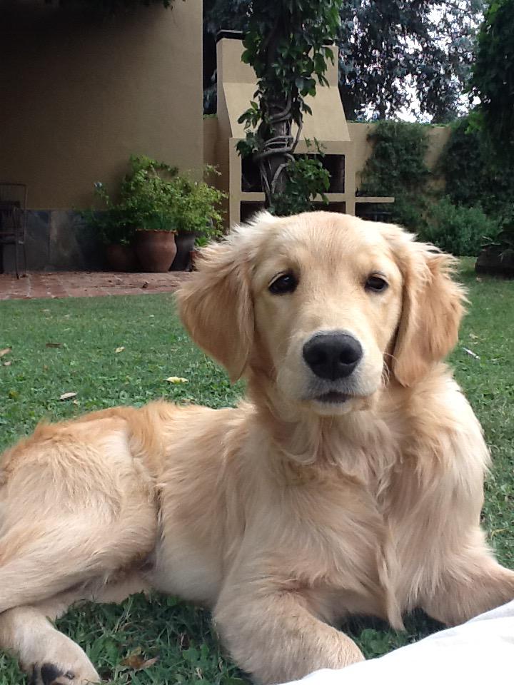 JuanZurcCardoso's tweet photo. @maria_muniz5 @Perros_urgente @perroscalle http://t.co/2qgwRjmvmD