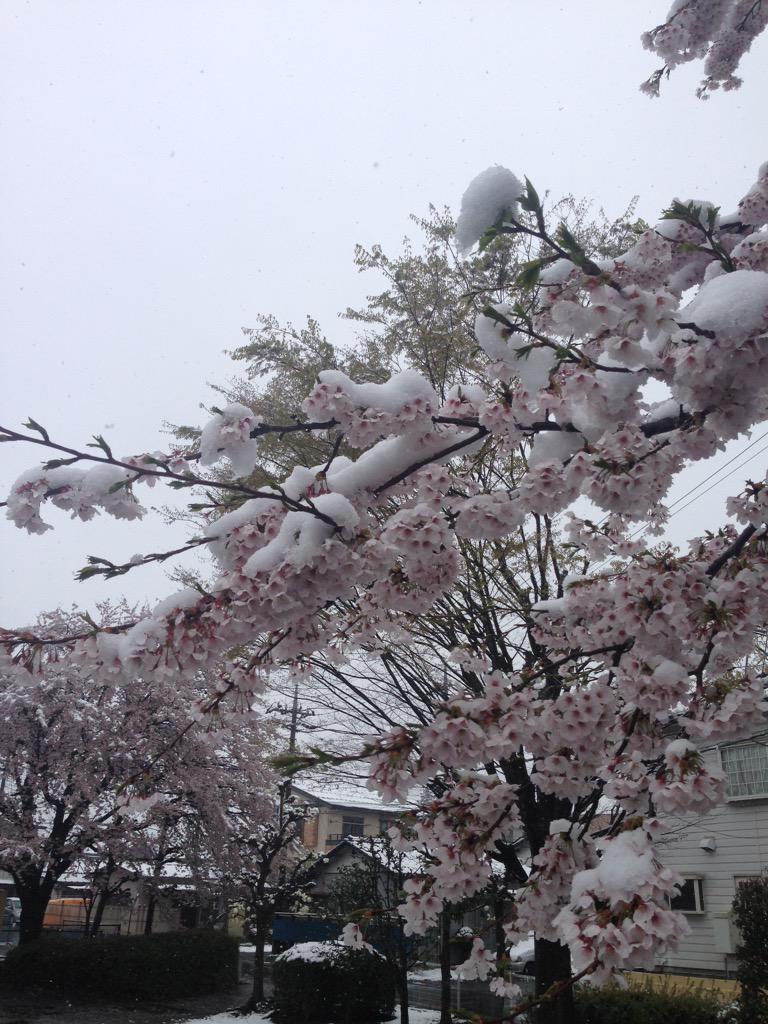 【画像】4/8 美しい”雪と桜”の写真 の数々 (2ページ目) - Togetter