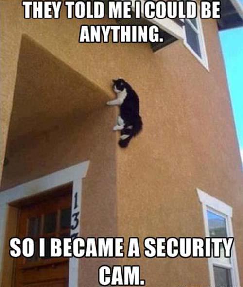 IntegritySyd's tweet image. The Cat Cam is the latest in home and commercial security systems.
