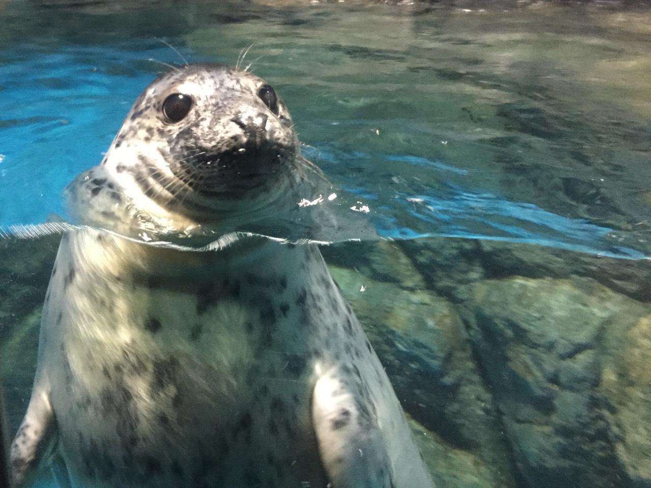 横浜 八景島シーパラダイス公式 八景島シーパラダイス ハイイロアザラシの赤ちゃんの ベストショットが撮れました アクアミュージアム1階でお母さんアザラシと一緒に公開中です Http T Co Ajslwzoi7o Http T Co 1in9vmpdzu Twitter