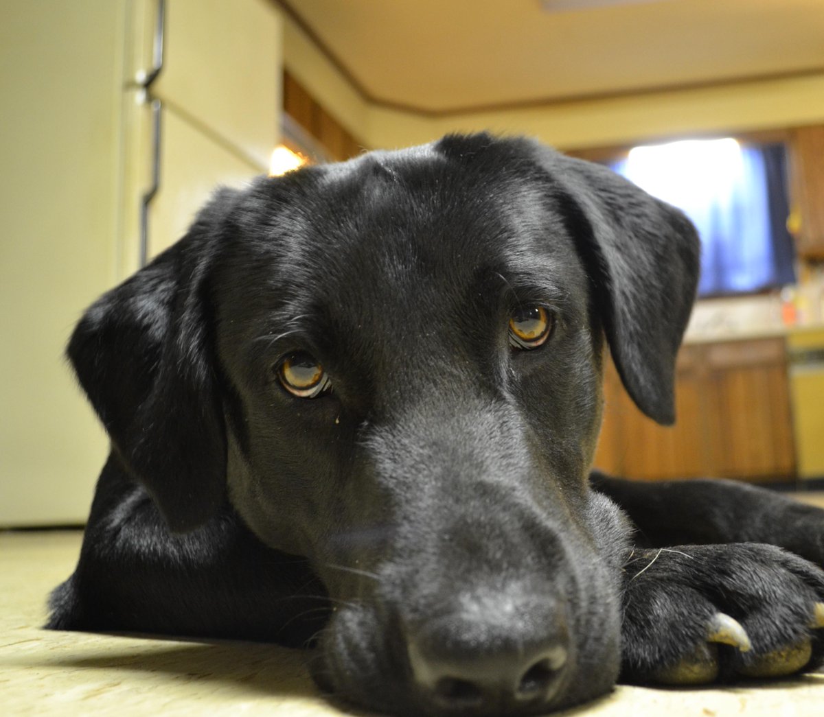 onlybarking tweet picture