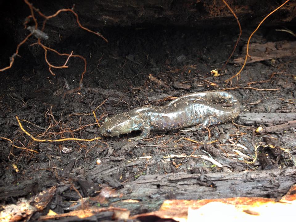 Spent an afternoon with Conservation <a href="/CH_Comm/">Claire Slateri</a> and <a href="/RegionofHalton/">Halton Region</a> talking about trails &amp; forest! Hi <a href="/Jeff_Salamander/">Jefferson Salamander</a>