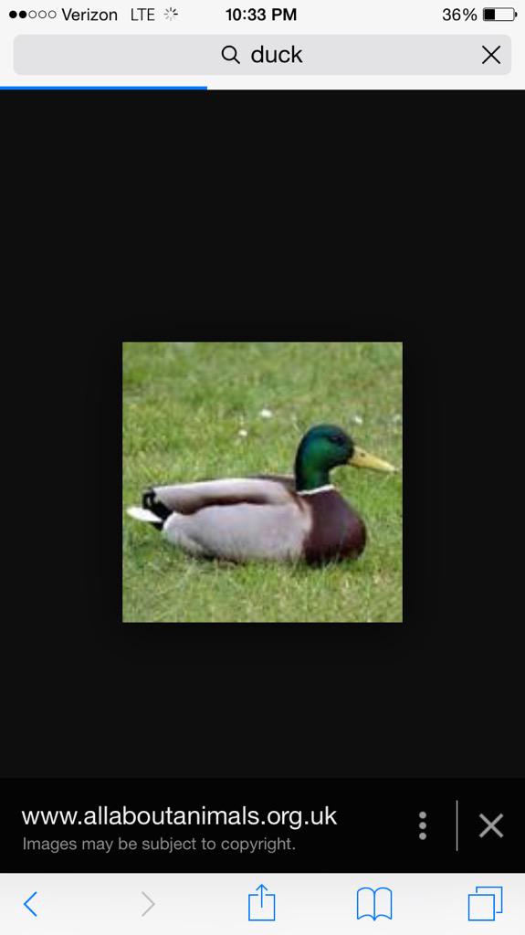 BubblesReaction's tweet photo. When your friend types "suck my duck" instead of "suck my dick" http://t.co/dcS1Zd3TVA