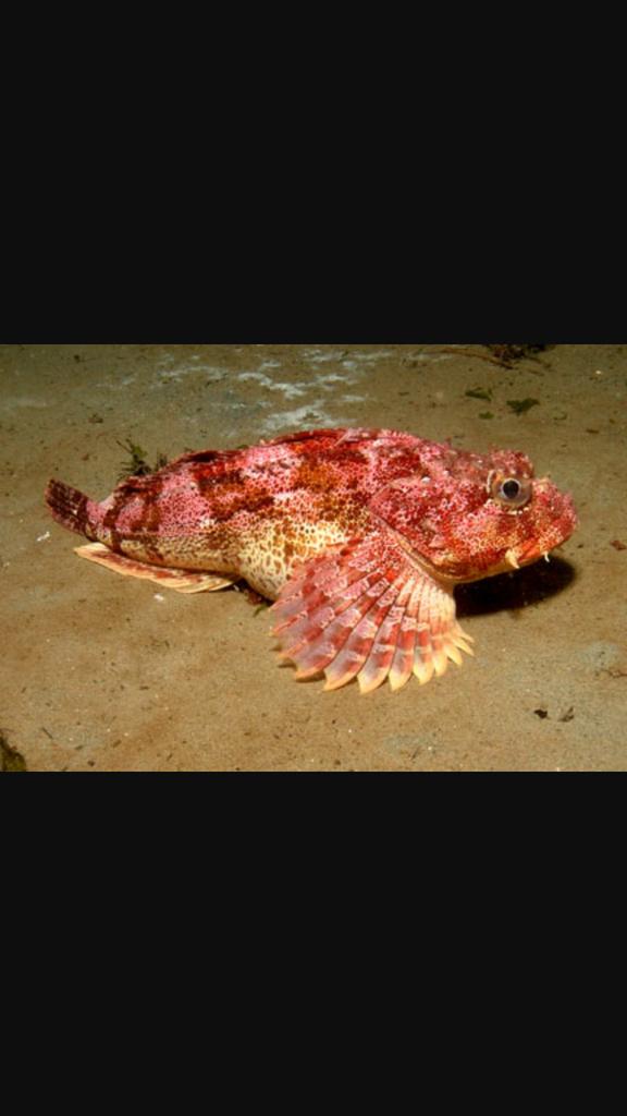 TcBain's tweet photo. Check out this bad boy.. #sculpin $2 local drafts. Only on Tuesdays @TheDuckDive #drinklocal #pb 9-close Lets go!! http://t.co/WjK5wUuga8