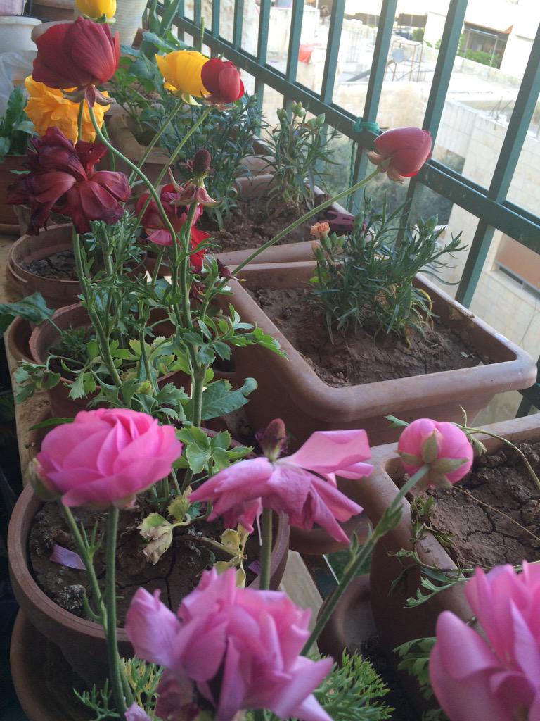 tik05's tweet photo. #صبحكم_الله_بالخير🌹 http://t.co/JAymd8wMS8