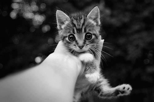 MordaciousDame's tweet photo. @RadiantSilence Yes, actually [Holds up a striped kitten, grinning widely] Say hello to Binx! http://t.co/BB5hcFNW2C