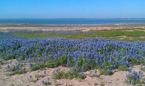 ForeverAJoy's tweet photo. Bluebonnets! ❤ #lakelivingston #Bluebonnets #texas #pretty http://t.co/Tn32dAnCbO