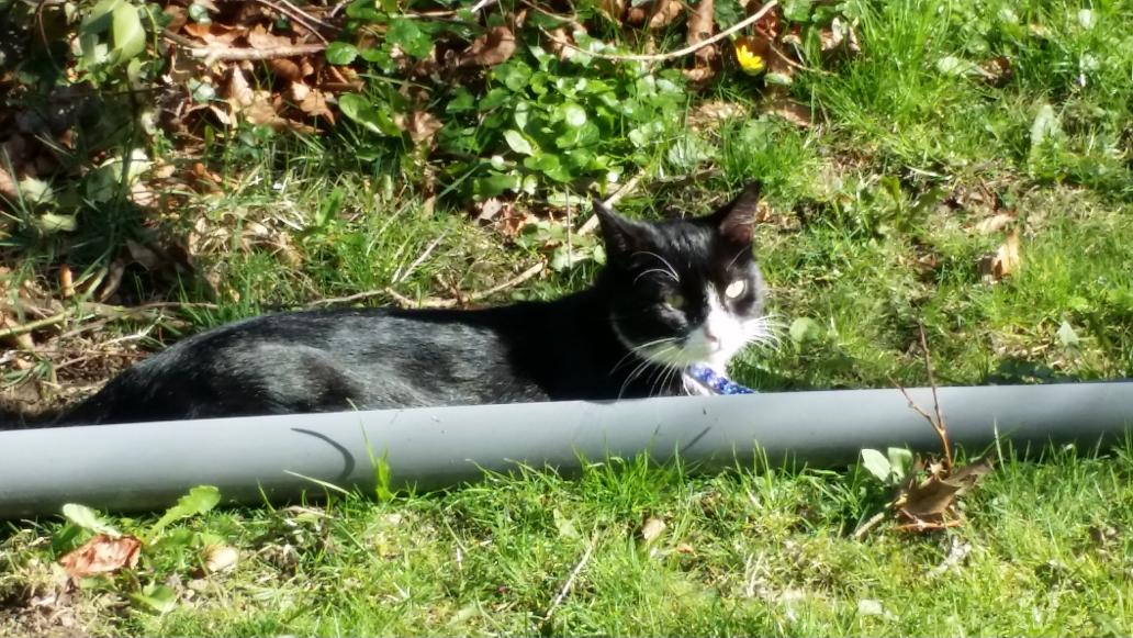 plcCoder's tweet image. I rescued my cats from the gutter! #cats