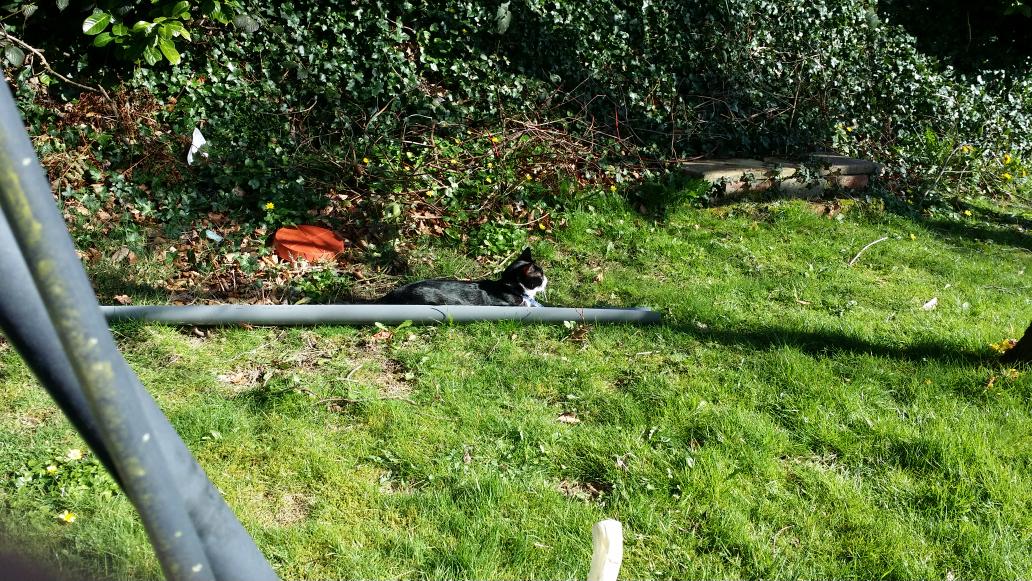 plcCoder's tweet image. I rescued my cats from the gutter! #cats
