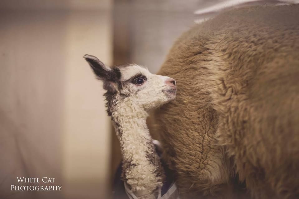 HoughtonAlpacas tweet picture
