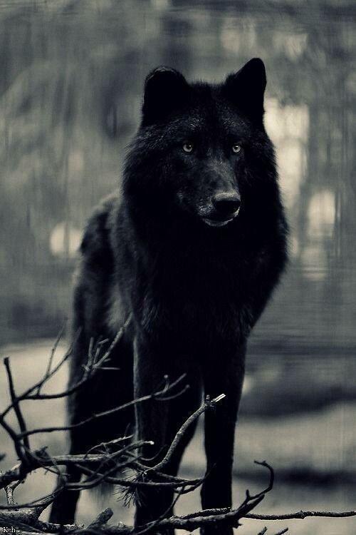 The beautiful black wolf....#WolfWednesday#Howl with the wolf#Let the Wolves run free..