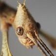 MatlockFarmPark's tweet photo. 🐞BUGS N BONES are with us today!!
(Wed 8th April)
@SheffieldKids @MNetSheffield @MNetNottingham #sheffieldissuper http://t.co/yUa8Ljrzpc