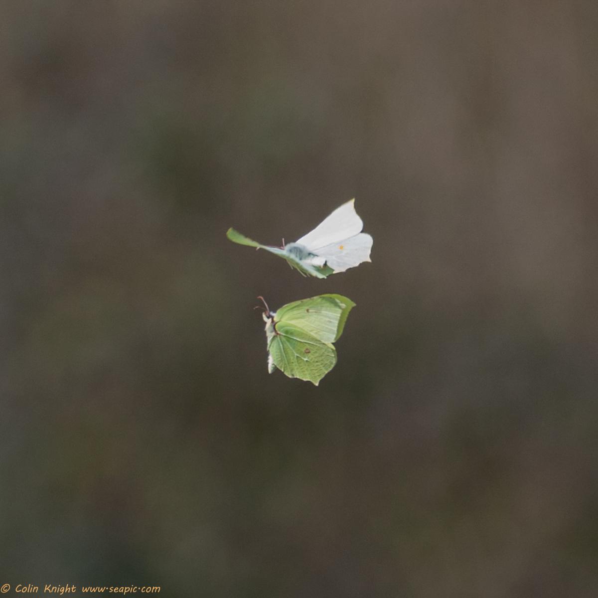 sandbyte's tweet photo. Brimstones, Peacocks and Small Tortoiseshells http://t.co/shUfxTh0xS #brimstonebutterfly @BCSussex @SussexWildlife http://t.co/tdAlAsSjlO