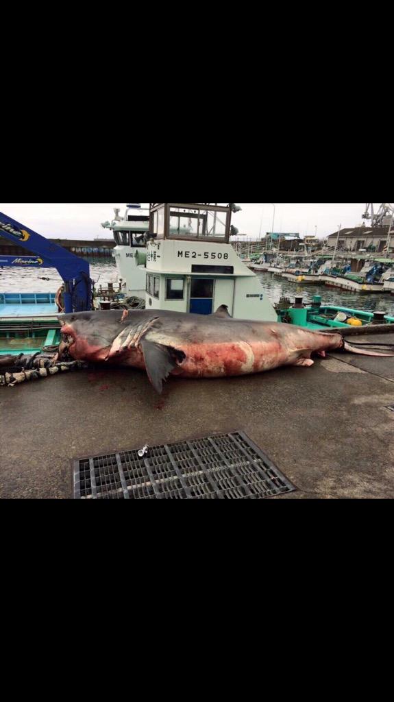 Katsu 昨日 和歌山県熊野市鵜殿港で バリでかいサメが水揚げされました Http T Co Qnkuh3estk Twitter Katsu 昨日 和歌山県熊野市鵜殿港で バリでかいサメが水揚げされました Http T Co Qnkuh3estk Twitter