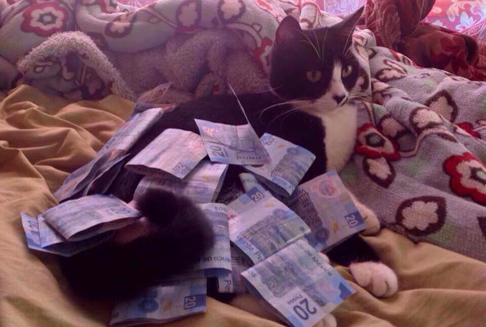 EdwinLudovic's tweet photo. @LuisitoComunica Mira ah ese minino billetudo, se ve guapo ¿no crees? (el gato no es mio, odio los putos gatos) http://t.co/X6Qk2PPdpE