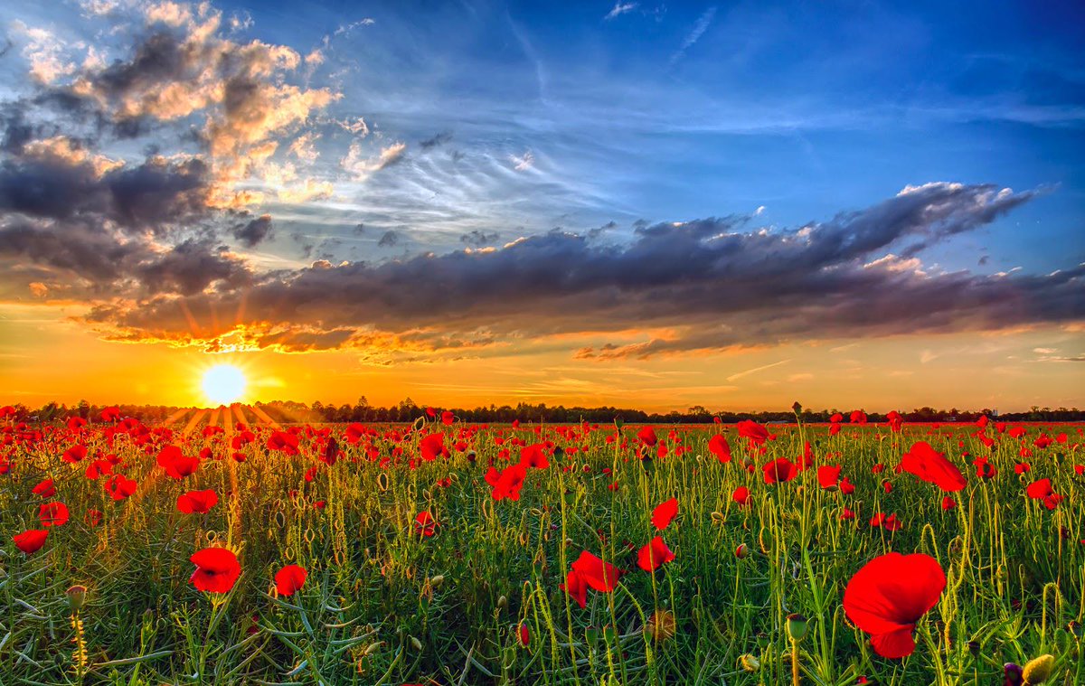 AlinaDal_F's tweet photo. There are strange evenings when flowers have a soul.
Albert Samain http://t.co/TjD5eBvc7Y