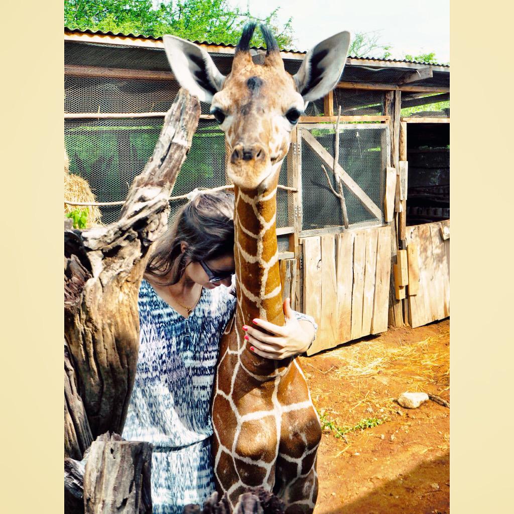 TheLDNChatter's tweet photo. Saying goodbye to Twigs the 1 month old abandoned #giraffe currently living at @CampSarara. #GenerationConservation http://t.co/XC0Qf0ozDR