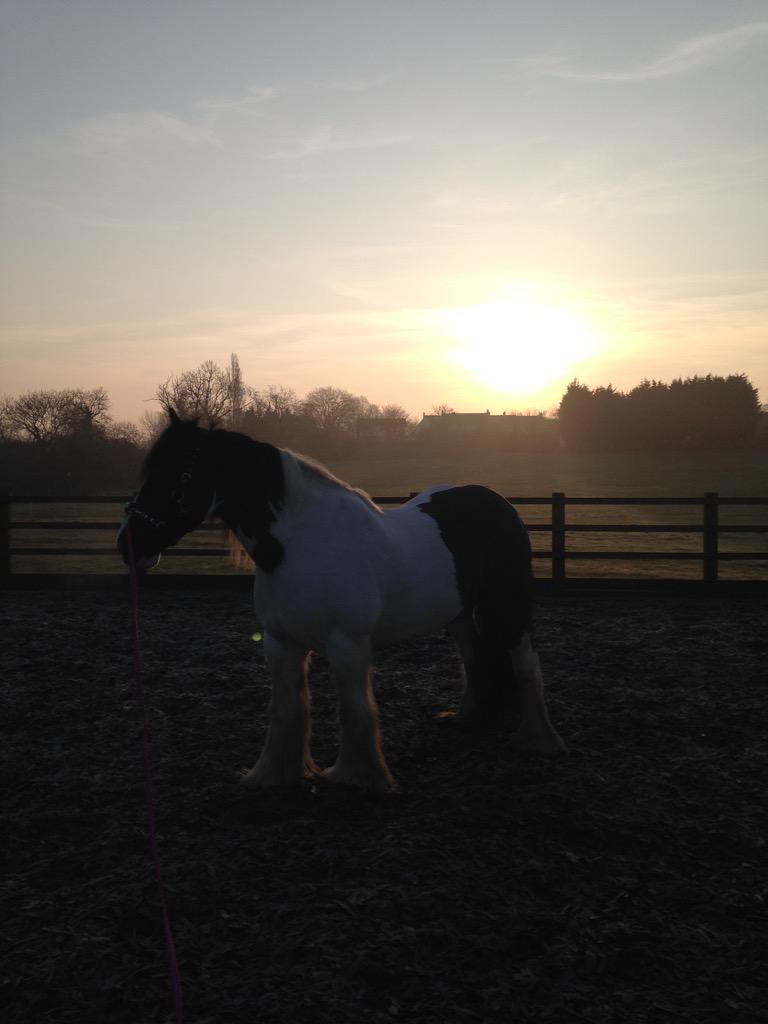 DaisyTrueman's tweet photo. Sun rise lunging☀️👌 http://t.co/2ZKwUN1Dlp