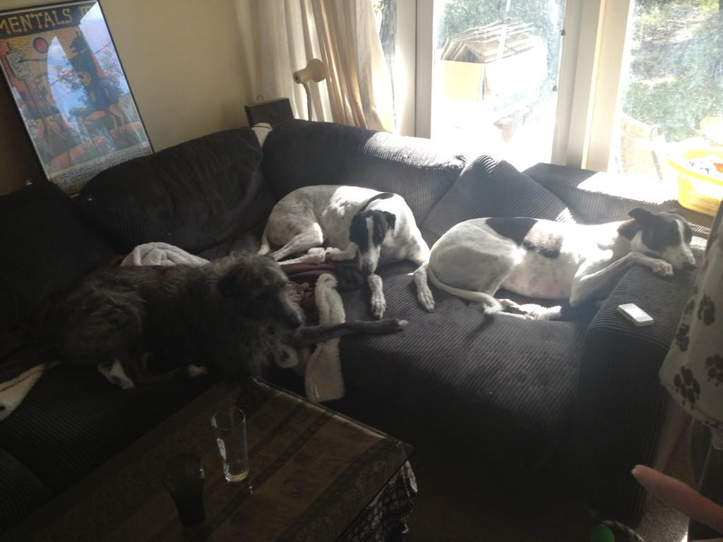 GalacticFP's tweet photo. @triplejHack our 2 greys &amp; 1 wolfhound X. I spoke about on #Hack yesterday. Kath from hunter valley http://t.co/dPZl1ebJZs