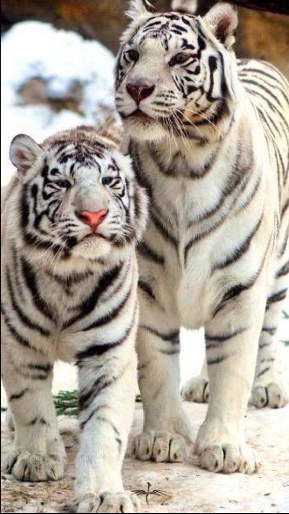 Beautiful white tigers.#save the tigers