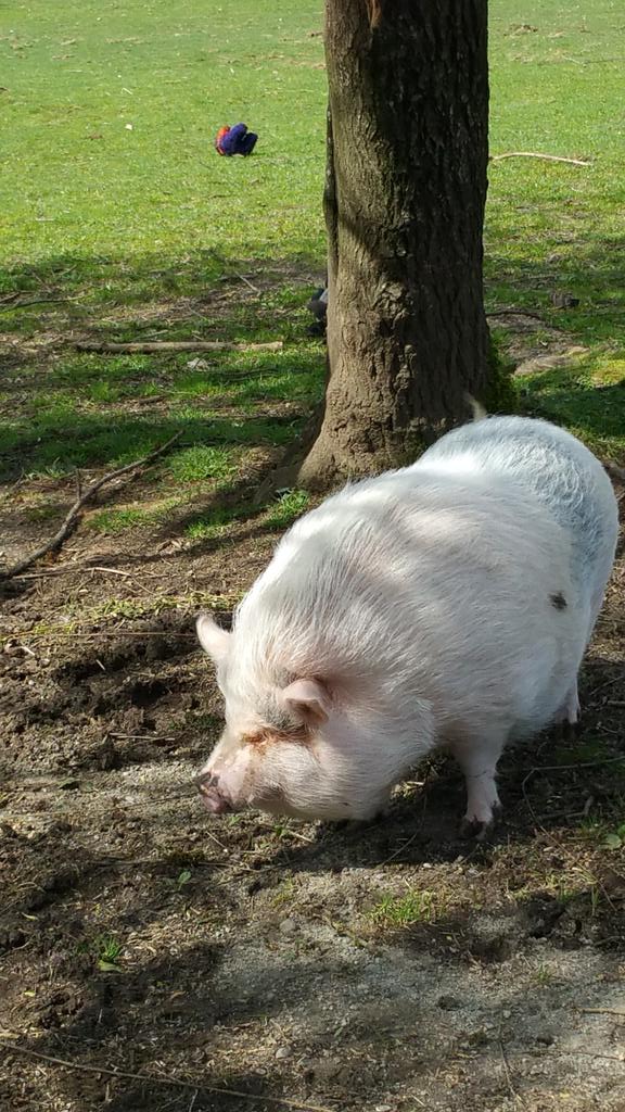 veryvonna's tweet photo. Pls support amazing pig sanctuary #HeartsOnNoses 
These lovely pigs have a safe, happy home
@HeartsOnNoses http://t.co/i6MY5RlKKE