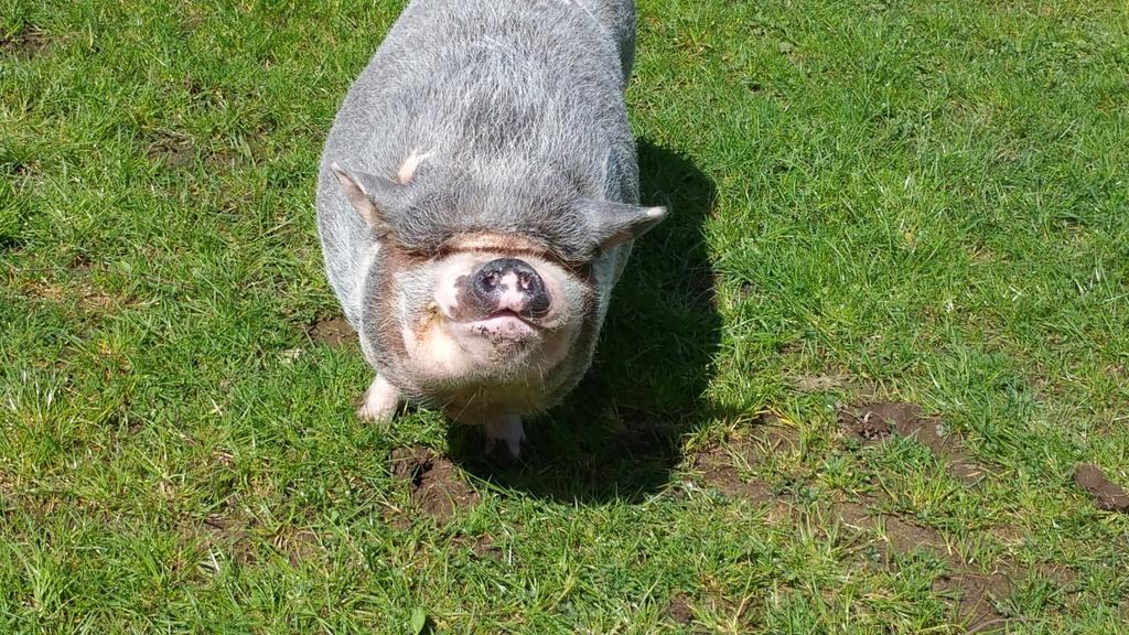 veryvonna's tweet photo. Pls support amazing pig sanctuary #HeartsOnNoses 
These lovely pigs have a safe, happy home
@HeartsOnNoses http://t.co/i6MY5RlKKE
