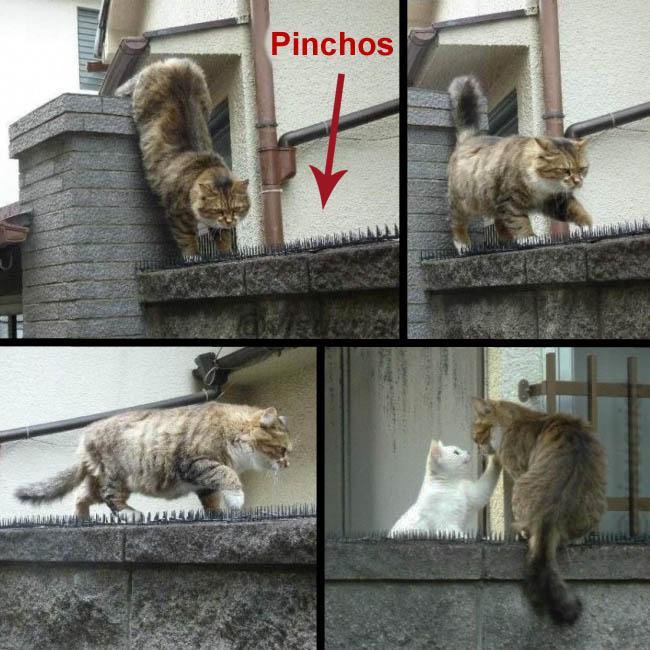 Dani Dominguez tweet media