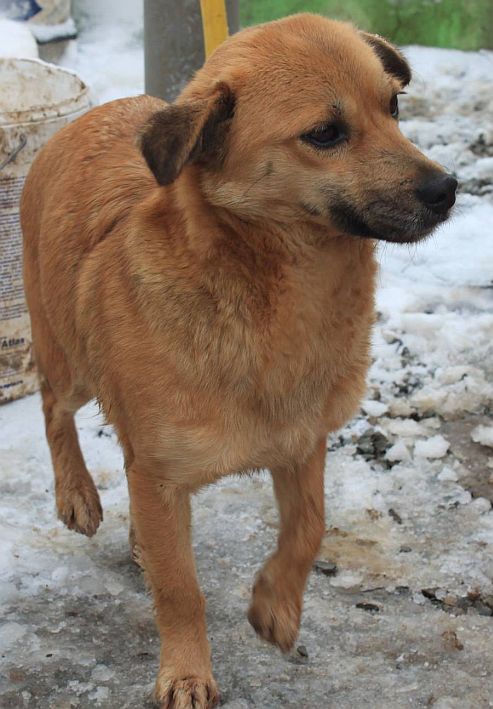 AnimalAlert's tweet photo. Vermist: teef, mix, lichtbruin, Almere, 07-04-2015. Gevonden? http://t.co/KTaPcMJn7l http://t.co/n9sG41XYCy