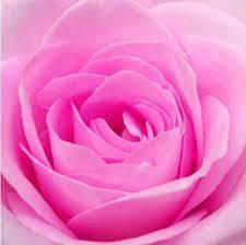 hameedgueed1981's tweet photo. @hhussein11931 شكرًا ألج ياورده http://t.co/n4Q7hBKdcD