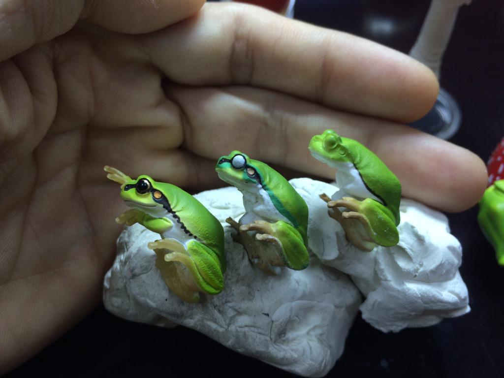 食べるつもりで中国の市場で買ったカブトガニ カブたん との日々 3ページ目 Togetter