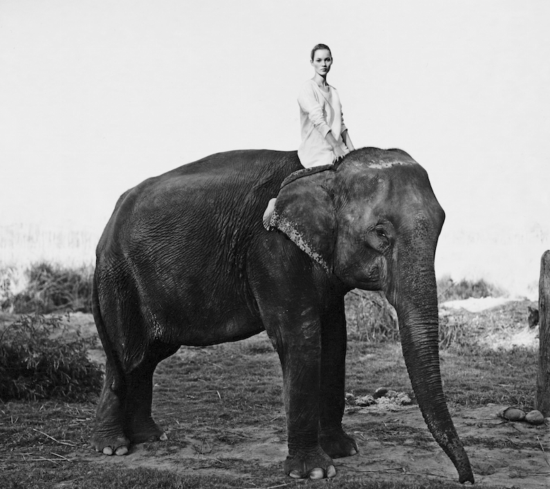 actuphoto's tweet photo. Arthur Elgort, le photographe qui a mis Kate Moss sur un éléphant http://t.co/53Mzom59Ci #photo #book #Elgort http://t.co/9cn3aqN6j3