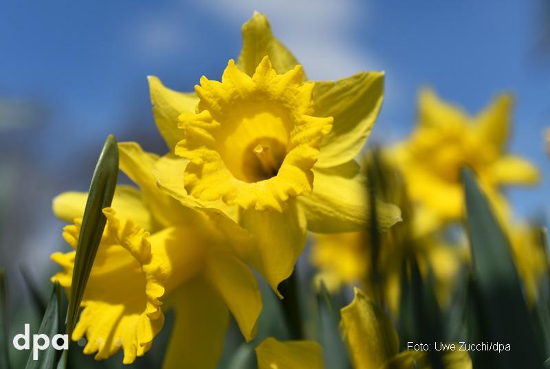 dpa's tweet photo. Der Frühling ist da. (amr) http://t.co/Qc6ookTFqj