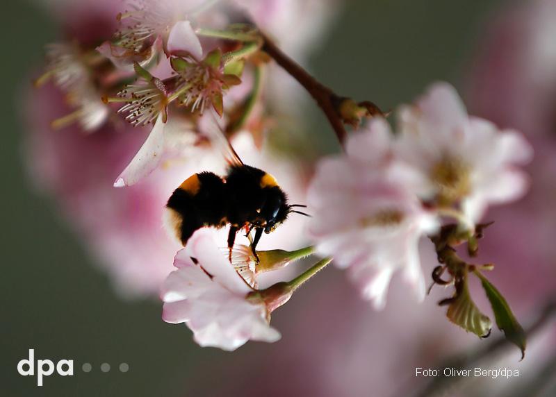 dpa's tweet photo. Der Frühling ist da. (amr) http://t.co/Qc6ookTFqj