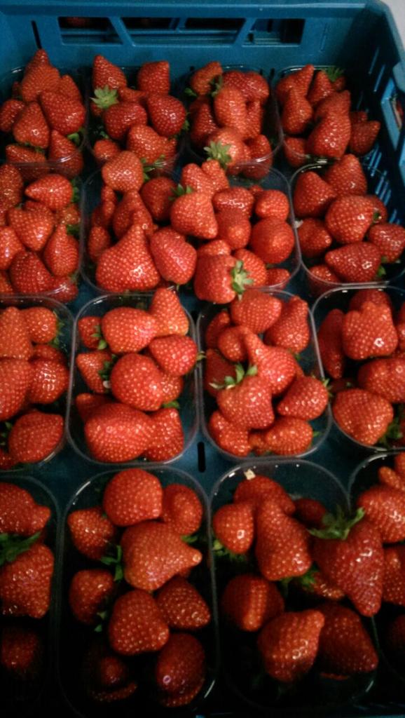 Op dit moment hebben we #Sonata en #Lambada aardbeien. Ook de #Elsanta kleurt al lekker rood. #mooiroodisnietlelijk