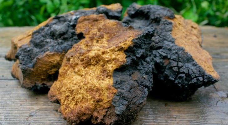 jpenecio's tweet image. "mushroom of immortality"

thehealthyarchive.info/2014/11/this-f…