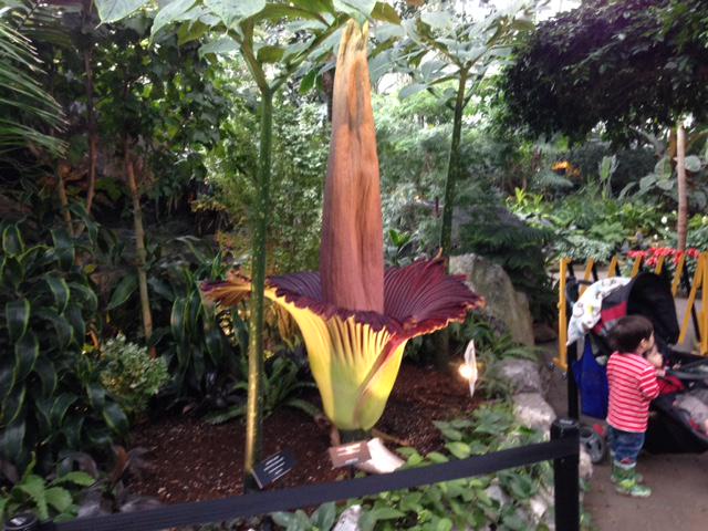GlobalEdmonton's tweet photo. Still want to see #Putrella the corpse flower? The Muttart will be open until 9 p.m.: http://t.co/iINw9fT9yo #YEG http://t.co/giGZsMlZrQ