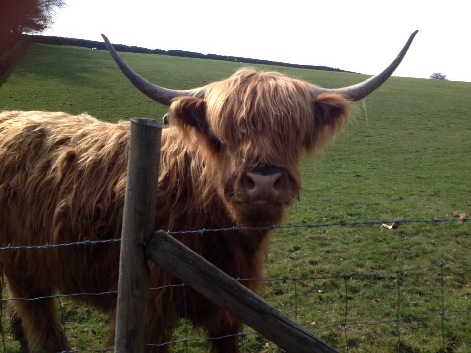 laurie_harvey's tweet image. Saw this fella on my bike ride. Can't work out if he's jazz or prog. #cowproblems