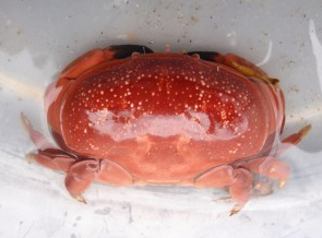 田中裕子 En Twitter スベスベマンジュウガニという名前を持ちながら ゆでても焼いても食べられない蟹の存在を知る Http T Co Tudaic6orm 田中裕子 En Twitter スベスベマンジュウガニという名前を持ちながら ゆでても焼いても食べられない蟹の存在を知る Http T Co Tudaic6orm
