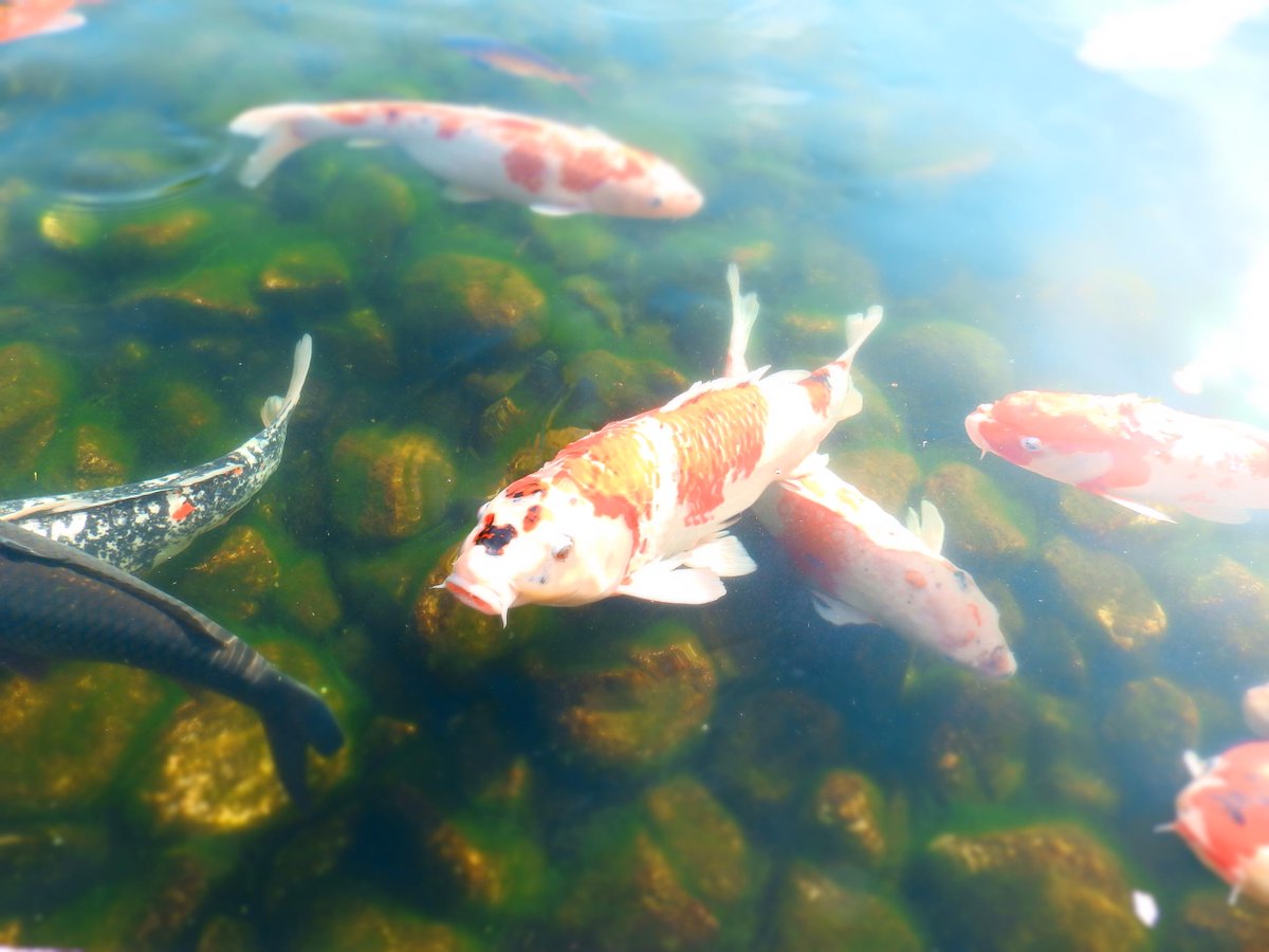 桜まだ綺麗に咲いてるとこも残ってて花見も十分できました。あと鯉 