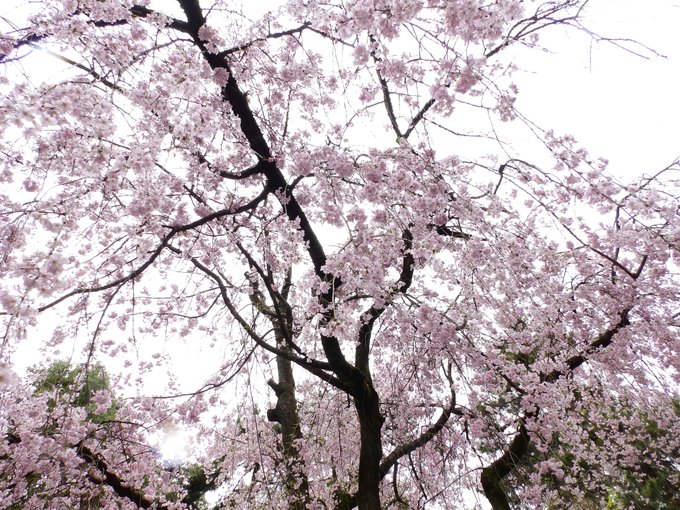 桜まだ綺麗に咲いてるとこも残ってて花見も十分できました。あと鯉 