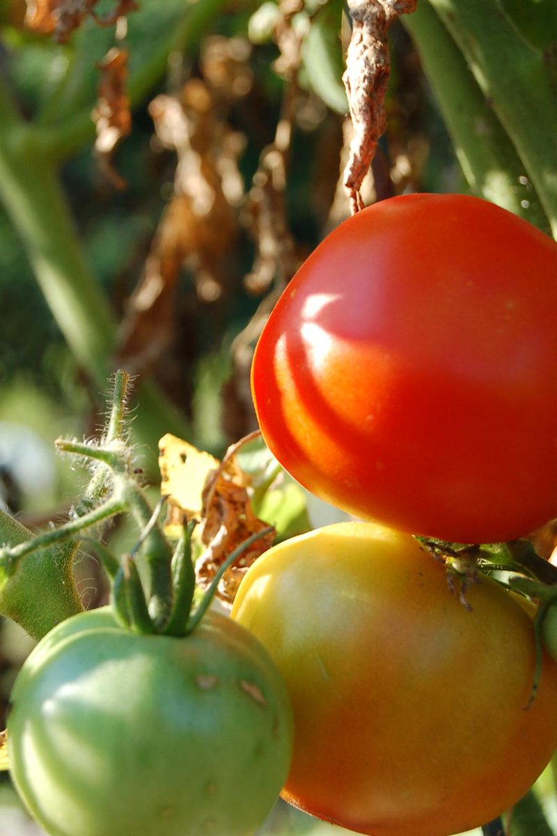 HerbEnthusiast's tweet image. RT @MiamiTwpPARKREC: #wormcomposting  Vermiculture class, learn how to make ur soil like black gold let the worms...