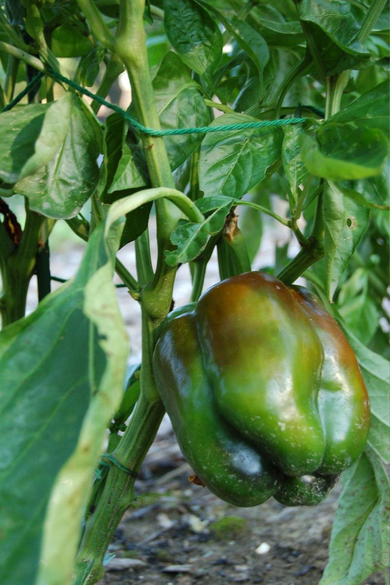 HerbEnthusiast's tweet image. RT @MiamiTwpPARKREC: #wormcomposting  Vermiculture class, learn how to make ur soil like black gold let the worms...