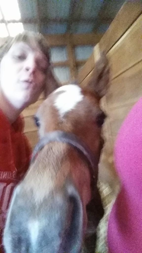 ShanelleWingert's tweet photo. Getting baby horse kisses...and the middle one the mom is photo bombing! http://t.co/y65L2f5R0D