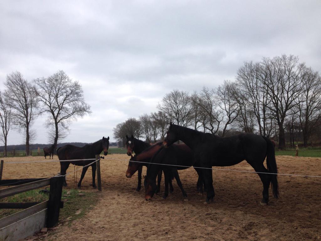 houdingcoach's tweet photo. Super middag gehad bij #StalDenink @RobBraakhuis en nu met rode wangen en uitgewaaid haar nagenieten. #kinderfeestje http://t.co/mHNS2mByUX