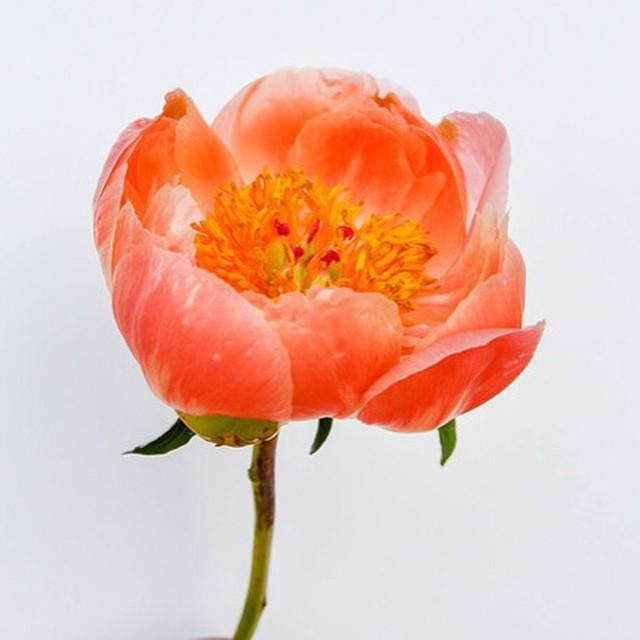 FieldtoVase's tweet photo. @redtwigfarms is a Central Ohio cut floral and twig farm specializing in #dogwood, #willow… http://t.co/LnA1thpxLy http://t.co/wwjom2jMbp