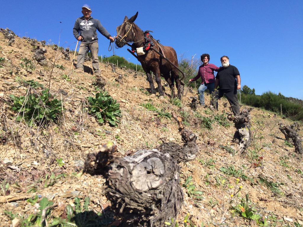 JavierPerezARGI's tweet photo. Todavía hay quien piensa q los animales son necesarios en las prácticas culturales de la vid. El ejemplo en #ElBierzo http://t.co/AUk0OFWvVS
