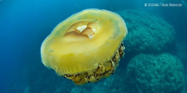 oceana's tweet photo. Fried-egg jellyfish &amp; pancake batfish: 15 marine animals named by hungry biologists http://t.co/fU8Reb6lwG http://t.co/PW4uW5Co5H
